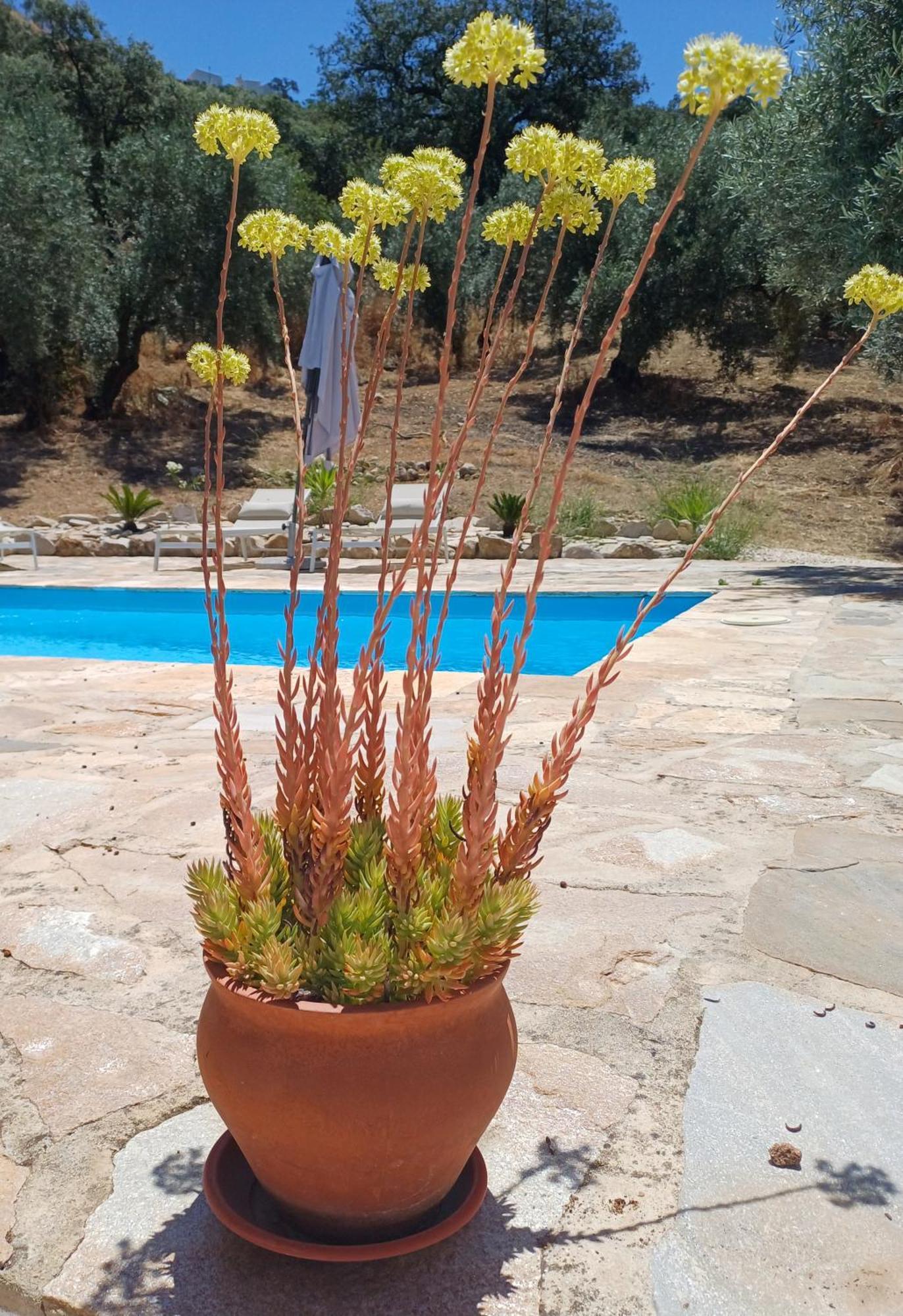 La Pluma Hotel Iznajar Bagian luar foto